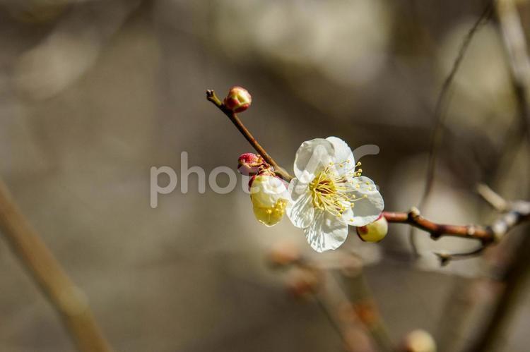 陽気な気候で咲き始めた梅の花 花,植物,梅の写真素材