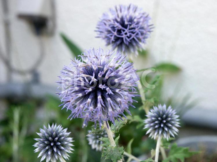 エキノプス エキノプス,咲く風景,球状花の写真素材