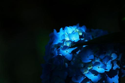 Flower pattern - Hydrangea - Dark image, flower, hydrangea, blue hydrangea, JPG