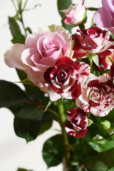 カラフルな薔薇 カラフルな薔薇 ピンク,スプレーばら,ばらの写真素材