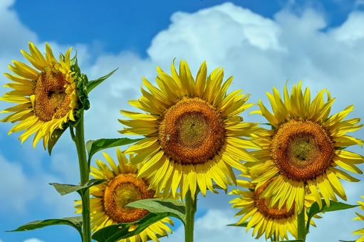 ヒマワリの花 ヒマワリの花 ひまわり,ひまわり畑,アウトドアの写真素材