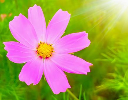 秋桜5 秋桜,花,秋の写真素材