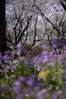 桜と紫の花咲く春の公園 桜,さくら,春の写真素材