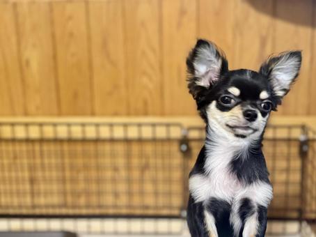 小型犬のイメージ チワワ 小型犬のイメージ チワワの写真