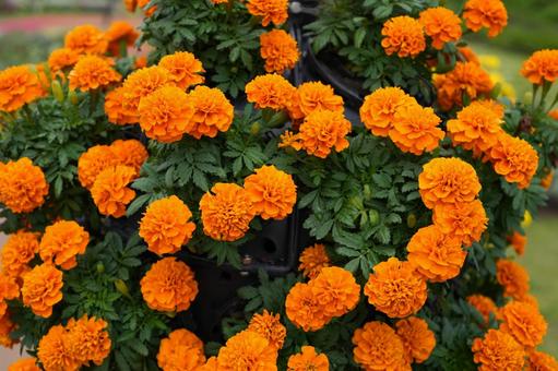 マリーゴールド（オレンジ）の写真