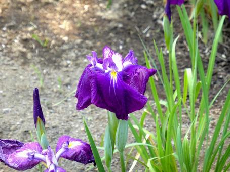 公園の水路に咲く濃い紫色のハナショウブ 公園の水路に咲く濃い紫色のハナショウブ ハナショウブ,菖蒲,アヤメの写真素材