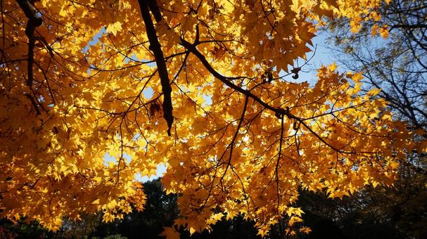黄色く紅葉した木 黄色く紅葉した木の写真