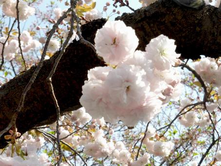 桜並木の中でも白味の強い八重桜 桜並木の中でも白味の強い八重桜 サクラ,八重桜,花の写真素材