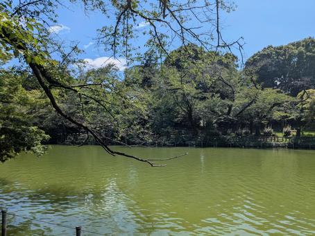 夏の池 夏の池 夏の池,濁る池,抹茶色の池の写真素材