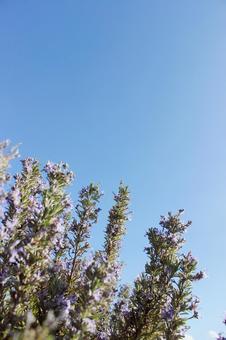 ラベンダー 自然,春,3月の写真素材