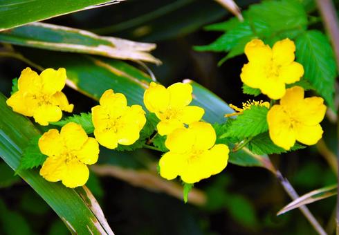 黄色の花 黄色の花の写真