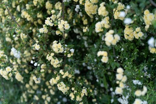 春の日差しに咲く白いモッコウバラ① モッコウバラ,バラ,白い花の写真素材