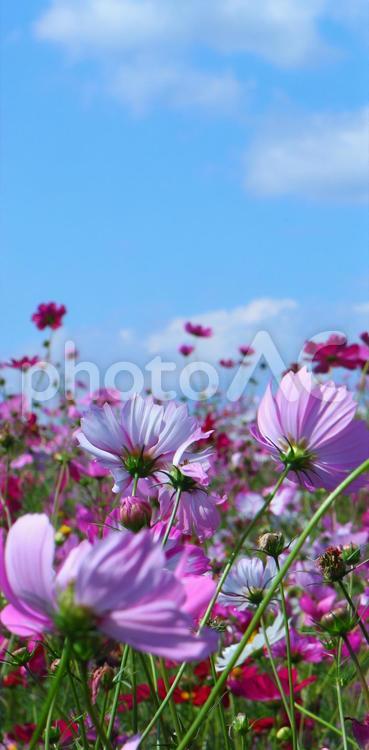 美しき秋桜 秋桜,秋,花の写真素材