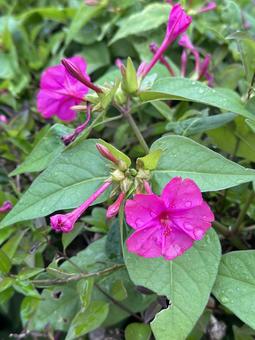 雨上がりのオシロイバナ オシロイバナ,ピンクの花,雨上がりの写真素材