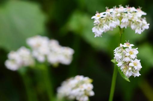 ９月下旬まんのう町島ヶ峰の天空のソバの花 ソバ,蕎麦,花の写真素材