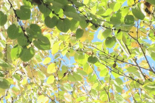 桂の木の下で 秋,桂,丸い葉の写真素材