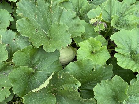 カボチャの畑 カボチャの畑 カボチャ,野菜,栽培の写真素材