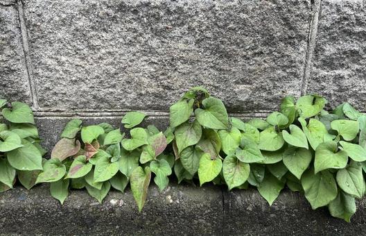 どくだみ どくだみの写真