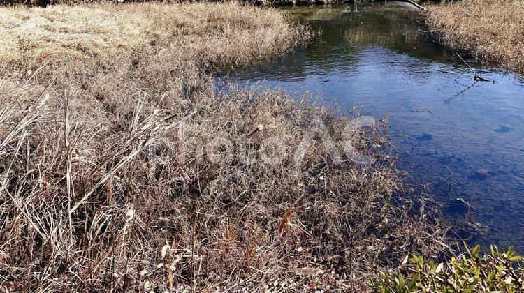 雑草に覆われた冬の原っぱと沼 沼,池,原っぱの写真素材