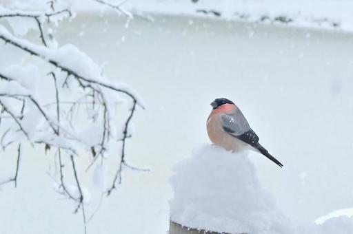 雪の中のウソ 雪の中のウソ ウソ,鷽,うその写真素材