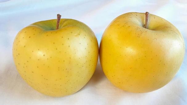 黄色いリンゴ・1 りんご,果物,食べ物の写真素材