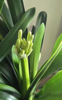 クンシランのつぼみ クンシラン,植物,ヒガンバナ科の写真素材