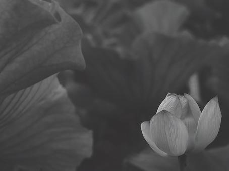 蓮 [白黒/淡]版 縦横4:3 白黒,モノクロ,グレースケールの写真素材