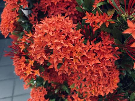 赤い花_サンタンカ① 赤い花_サンタンカ① 花,サンタンカ,アップの写真素材