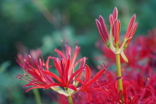 開花 開花,ヒガンバナ,彼岸花の写真素材