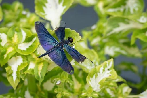 Butterfly dragonfly, JPG