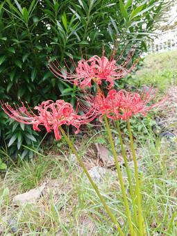 秋 曼珠沙華 秋 曼珠沙華の写真
