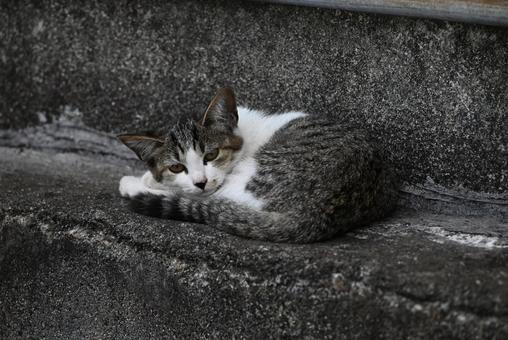 走島のにゃんこ達 哺乳類,癒される,猫の写真素材