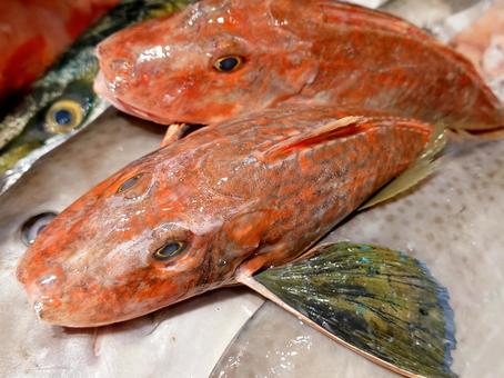 ホウボウ ぼうぼう,魚,魚屋の写真素材
