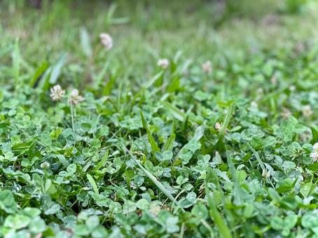 公園の草の絨毯 公園の草の絨毯の写真