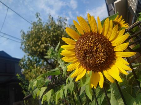 夏の終わりの向日葵 夏の終わりの向日葵 ヒマワリ,お散歩,風景の写真素材