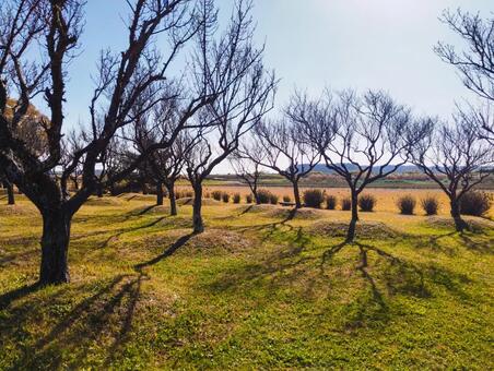甚兵衛公園の初冬 甚兵衛公園,甚兵衛渡し,初冬の写真素材