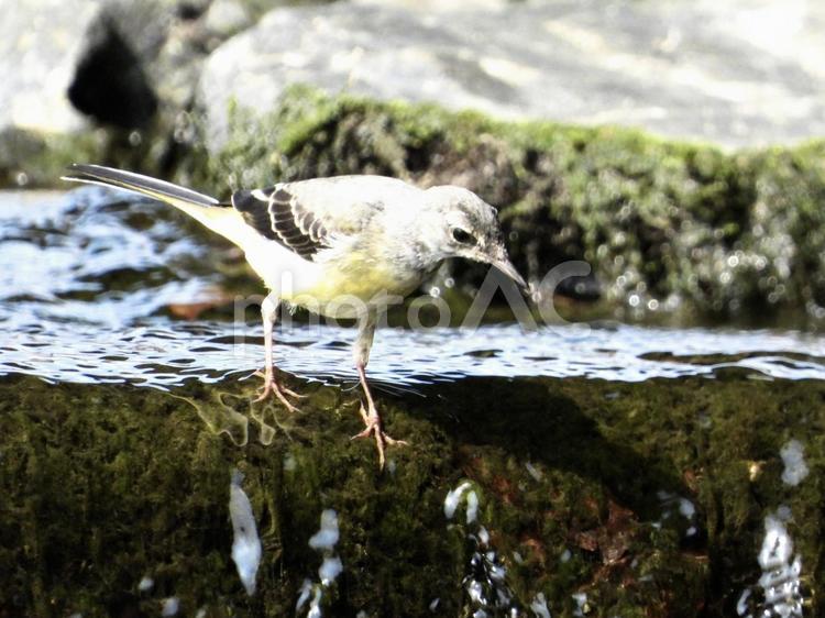 堰堤で餌を探すキセキレイ 鳥,野鳥,キセキレイの写真素材