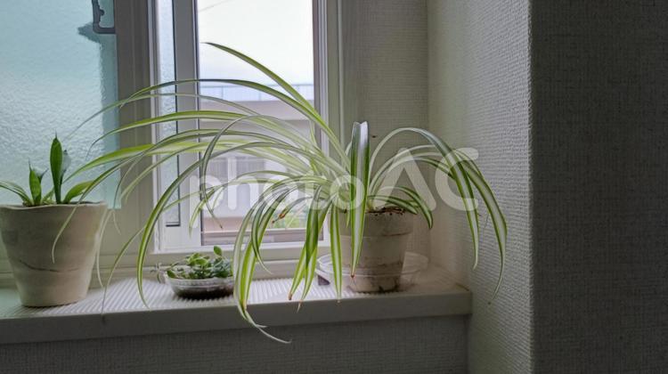 窓辺の植物 植物,窓辺,風景の写真素材