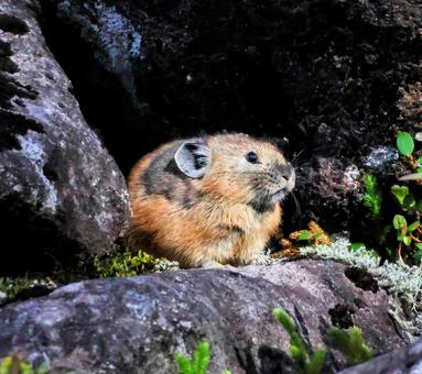 エゾナキウサギ エゾナキウサギの写真