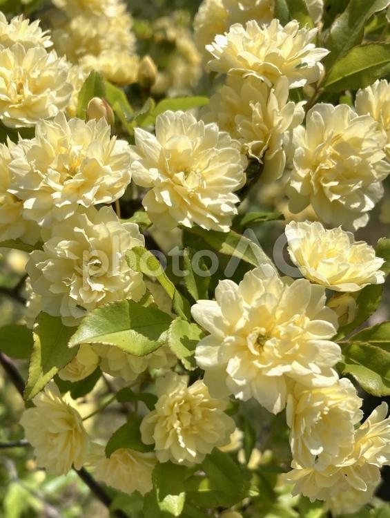 春の日差しに映える黄色い花 花,黄色,黄色いの写真素材