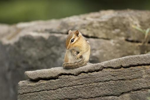 Chipmunk getting ready, JPG Chipmunk getting ready, JPG