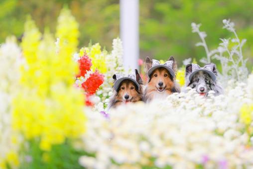 シェルティ シェルティの写真