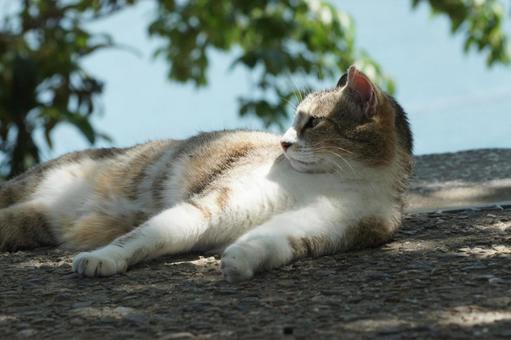 ねこ ねこの写真