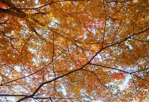 美しいもみじの紅葉 美しいもみじの紅葉 もみじ,紅葉,空を覆いつくすの写真素材