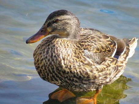 早朝の川に佇むマガモのメス 早朝の川に佇むマガモのメス マガモ,野鳥,動物の写真素材
