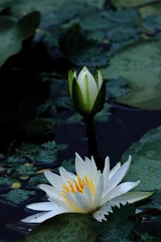 Photo, water lily, spring, natural, 