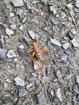 マダラコオロギの写真