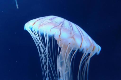 アカクラゲ アカクラゲ アカクラゲ,クラゲ,水中の写真素材