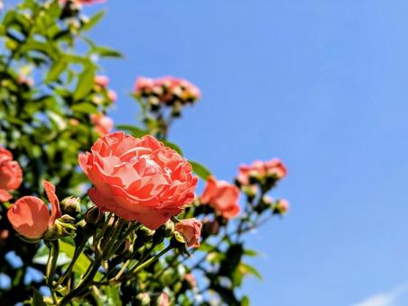 快晴の空とオレンジのバラ 快晴の空とオレンジのバラの写真
