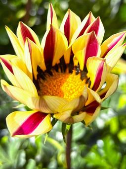 ガザニアの写真